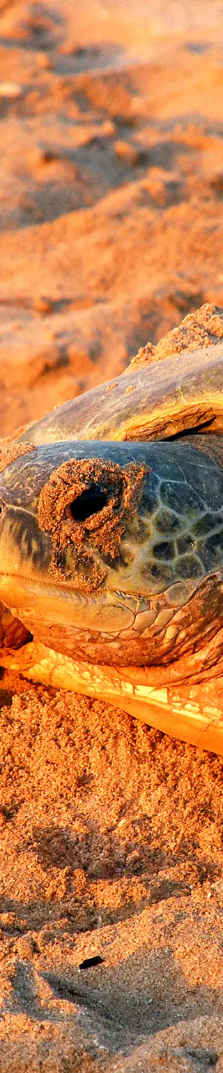 Beobachte die Schildkröten von Ras Al Jinz
